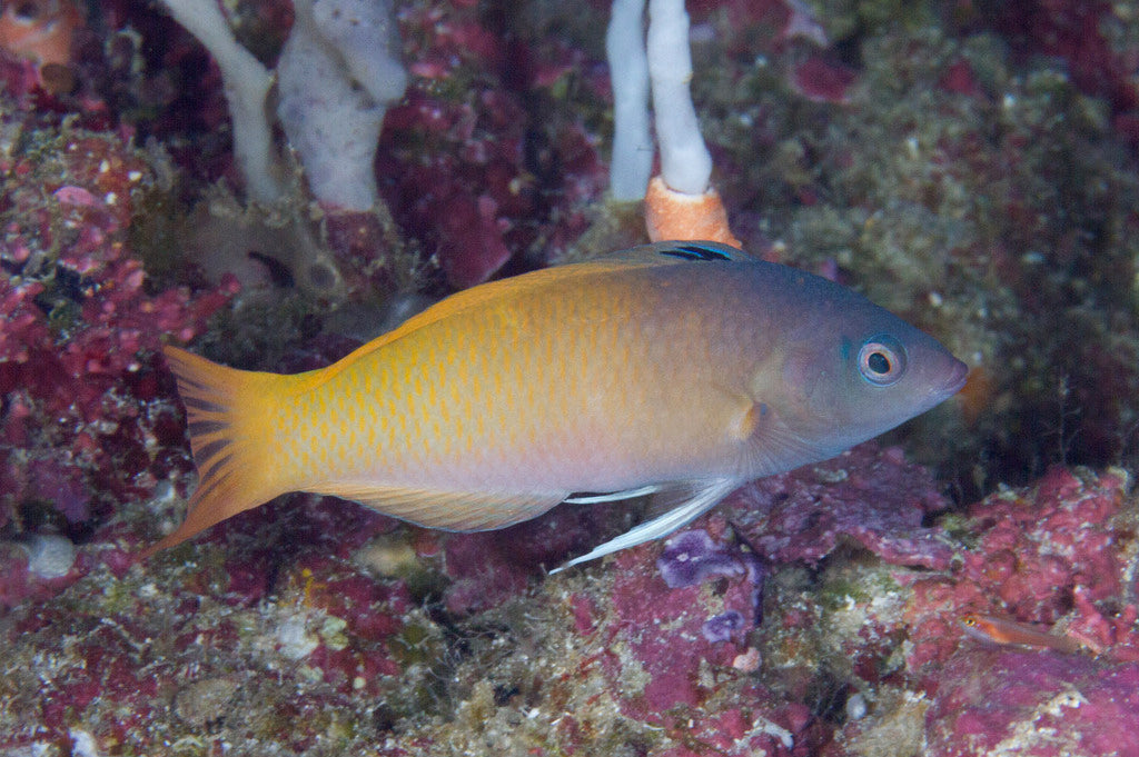 Two Tone Wrasse (Halichoeres prosopeion)