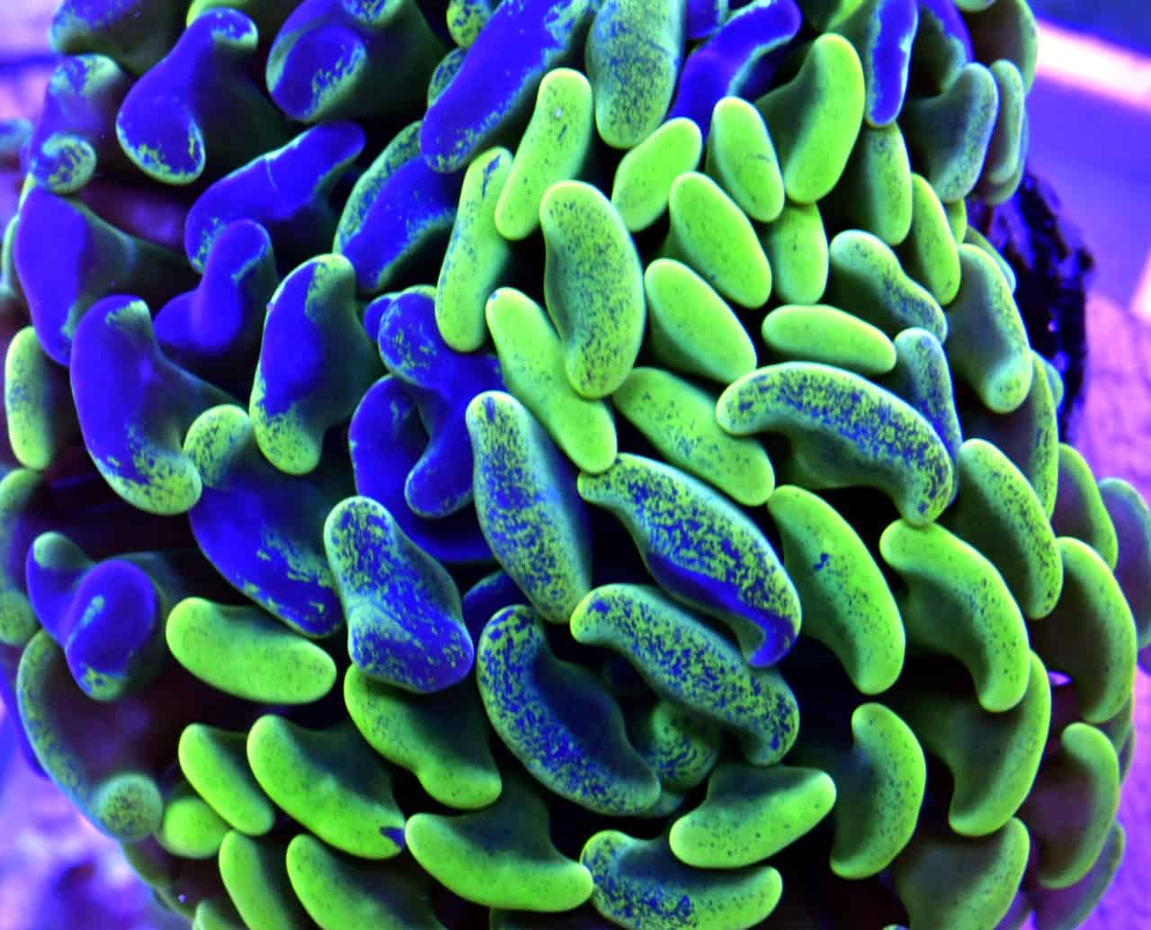 Hammer Coral - Walling (Euphyllia ancora)