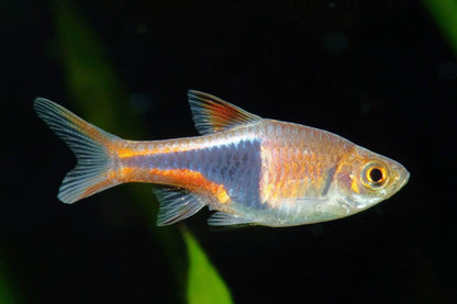 Rasbora - Harlequin (Trigonostigma heteromorpha)