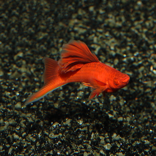 Swordtail Firecracker Red