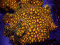 Stinging Corals (Leptastrea/Hydnophora/Platygyra/Galaxia/Bernardopora Sp.)