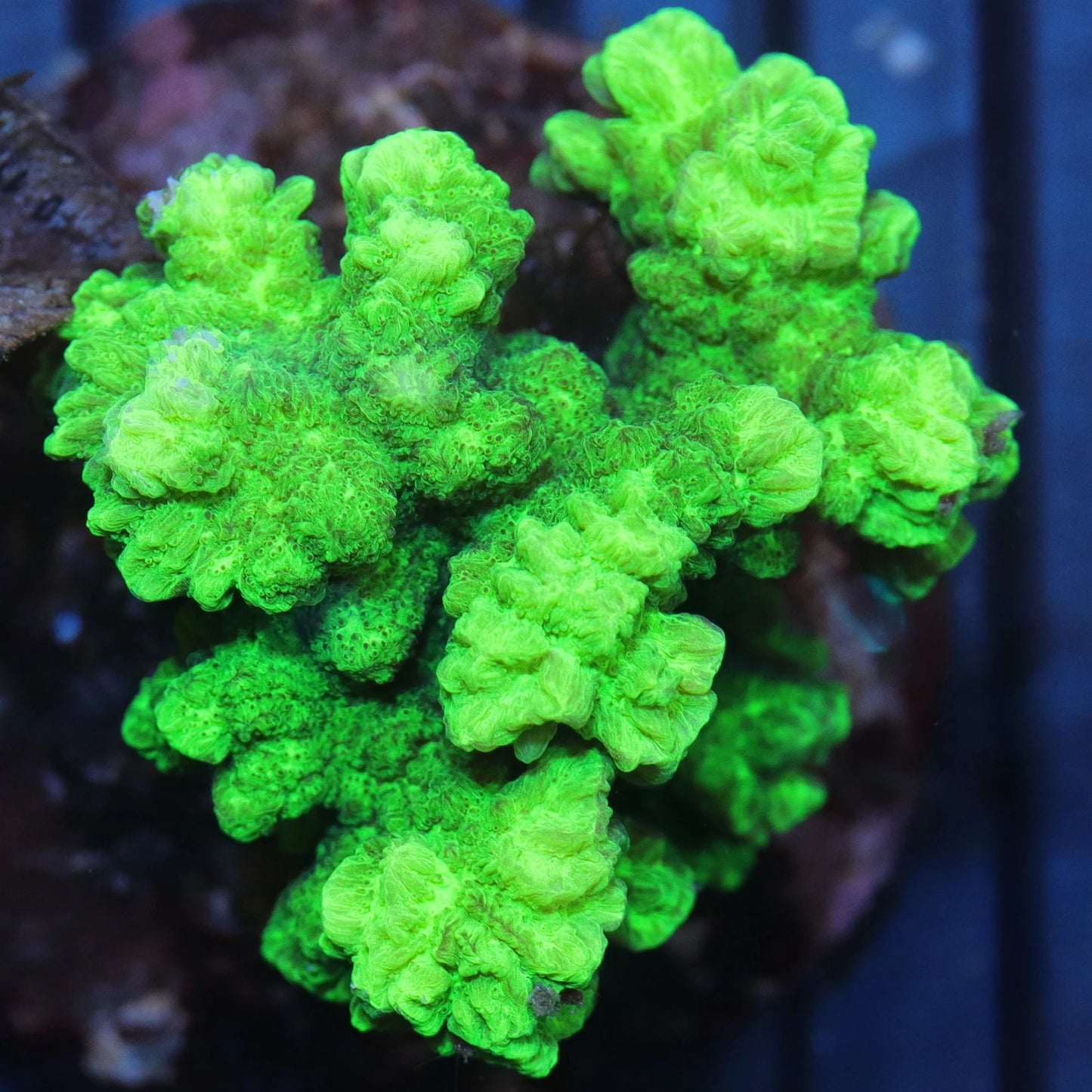 Horn Corals (Hydnophora, Merulina sp.)