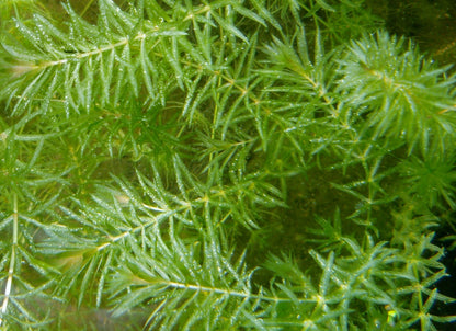 Native Hydrilla (Elodea/Guppy Grass Substitute)