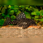 Snowball Pleco L201