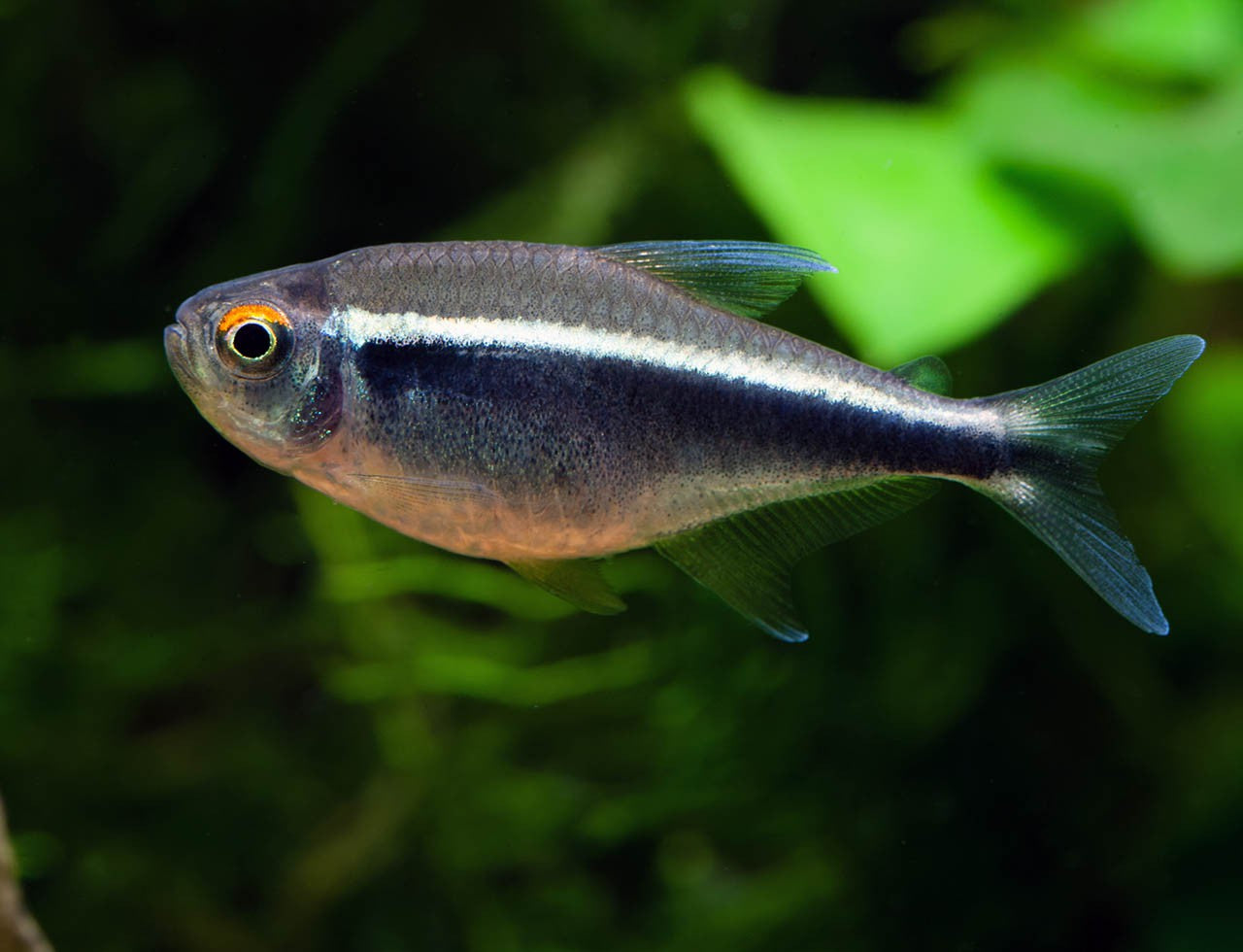 Neon Tetra Species