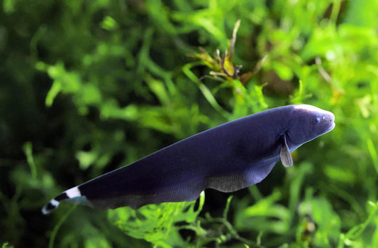 Ghost Knife Fish 8cm