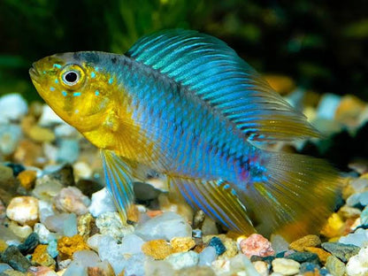 Apistogramma - Borellii Yellow Blue