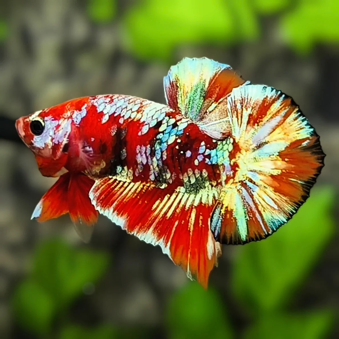 Betta PKHM Barongsai Male