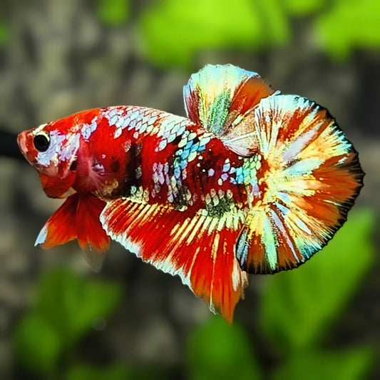 Betta PKHM Barongsai Male