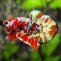 Betta PKHM Barongsai Male