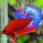 Betta PKHM Hellboy Male