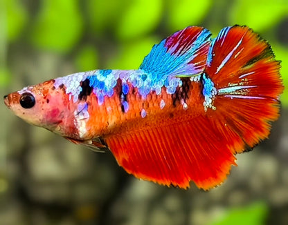 Betta Female Assorted