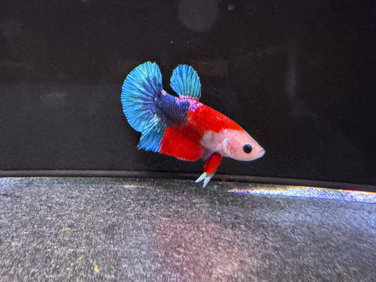 Betta PKHM Tancho