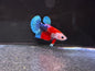 Betta PKHM Tancho