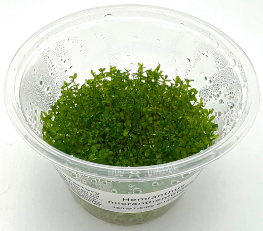 TC Baby Tears HM (Hemianthus micranthemoides)