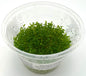 TC Baby Tears HM (Hemianthus micranthemoides)