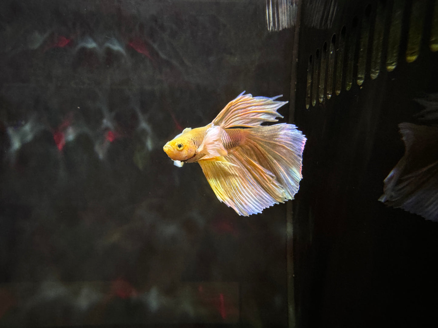 Betta Dumbo Male - Assorted