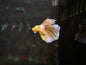 Betta Dumbo Male - Assorted