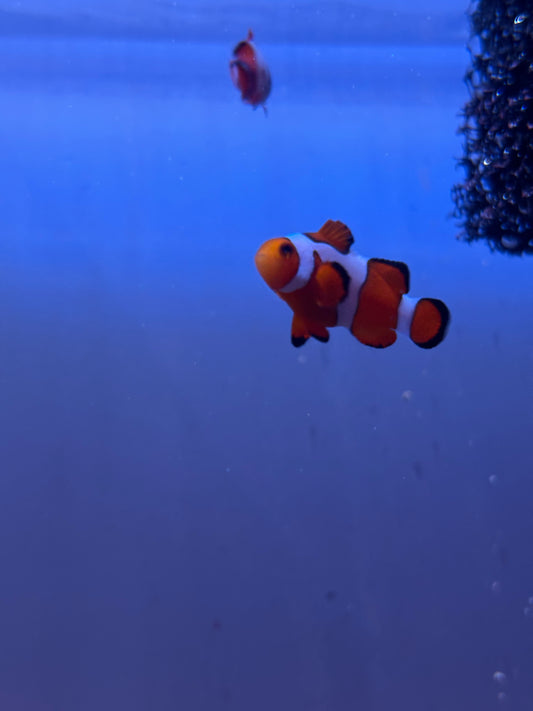 Smudge Clownfish (Amphirion Ocellaris) PAIR *Captive Bred*