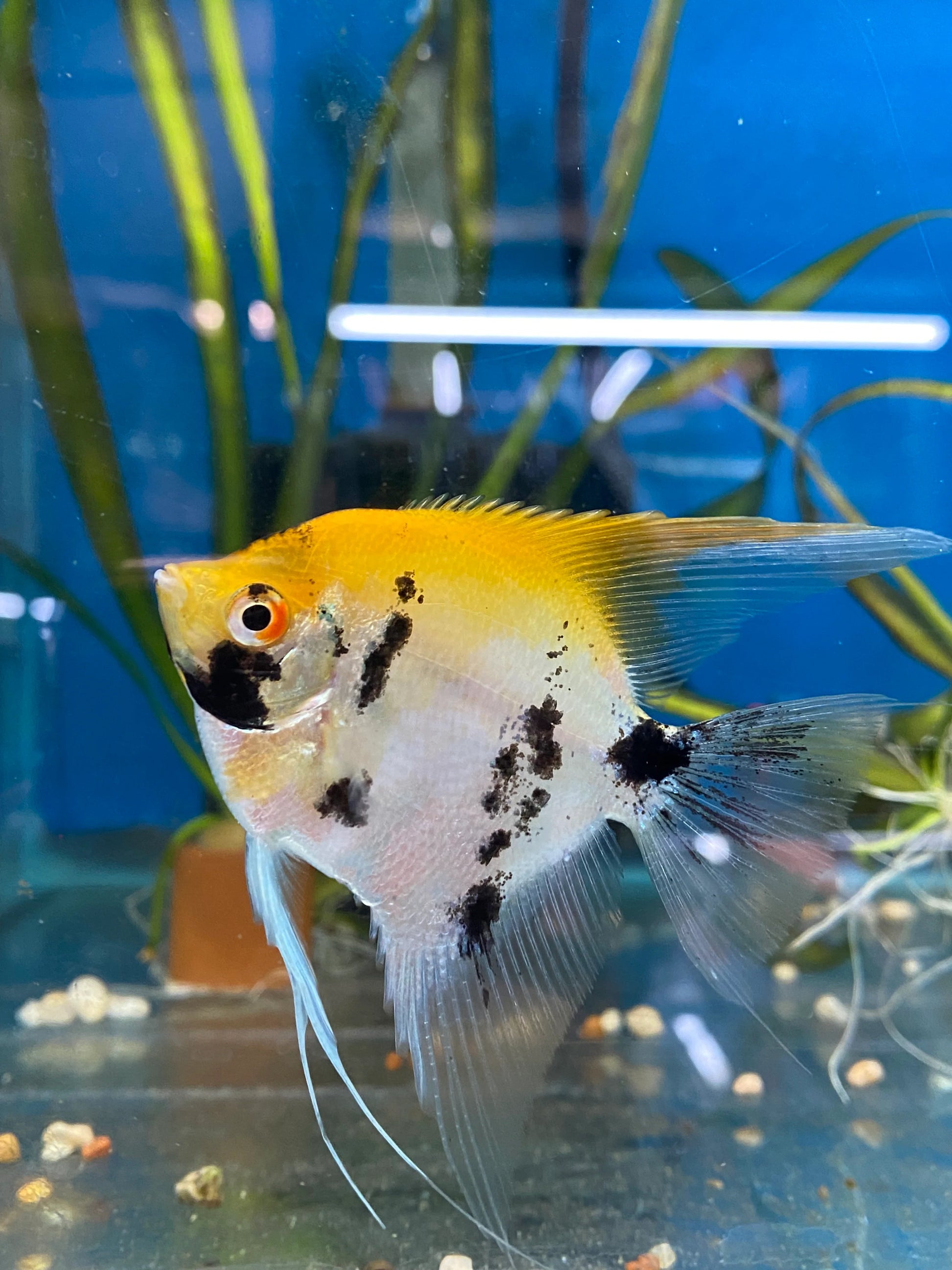 Angelfish Koi 4 cm β Aquarium Gallery