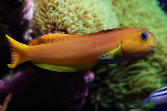 Blenny - Midas "Rare"