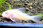 Corydora - Peppered (Corydoras paleatus) - various