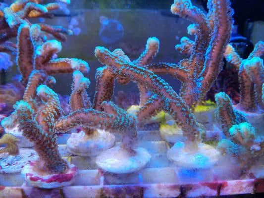 SPS Assorted Aquacultured Frags