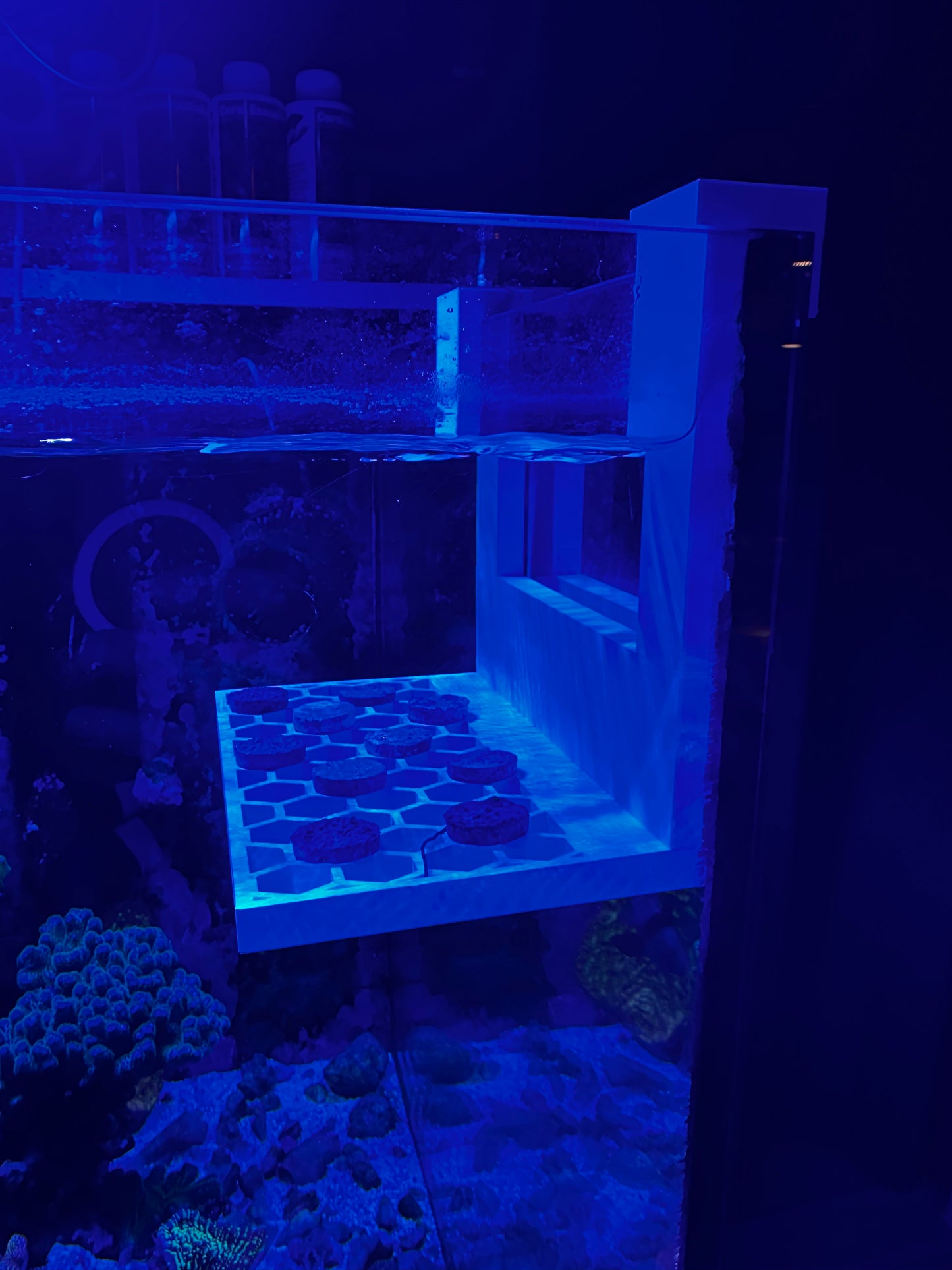 Frag Display Holder