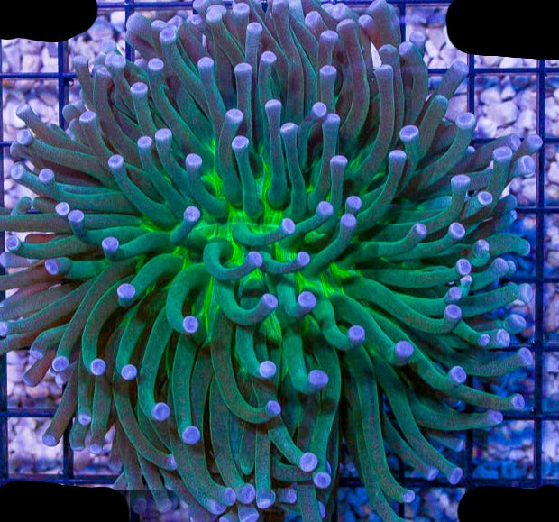 Disk Corals (Fungia/Heliofungia/Herpolitha sp.)