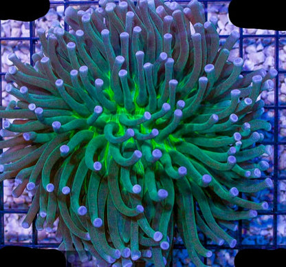 Disk Corals (Fungia/Heliofungia/Herpolitha sp.)