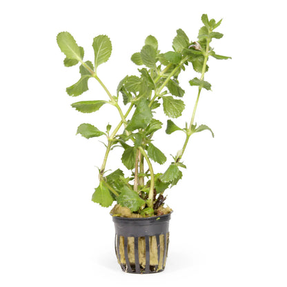 Hygrophila difformis (Water Wisteria)