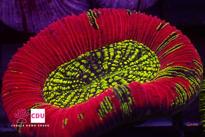 Open Brain Corals (Trachyphillia sp.)