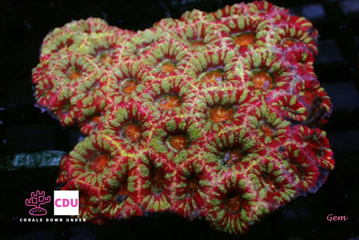 Acans (Acanthastrea/Micromussa sp.)