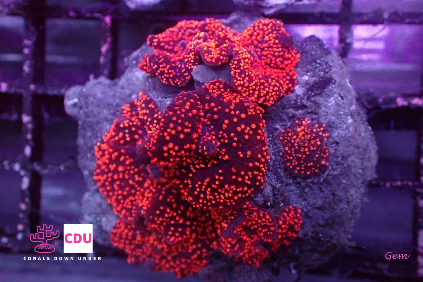 Mushroom Coral Morphs (Discosoma/Rhodactis/Ricordea sp.)