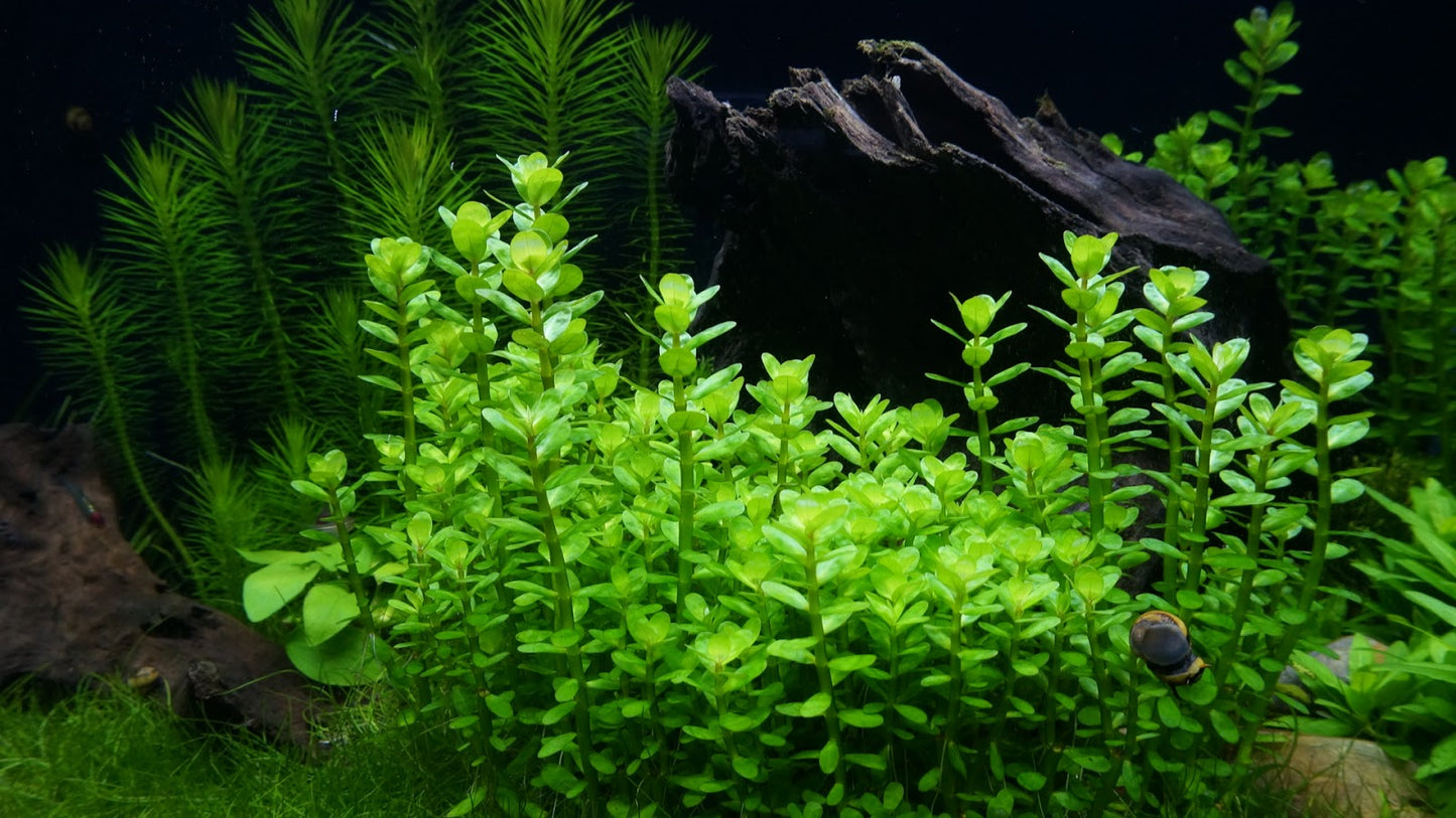 Ammania indica 'Bonsai' (Formerly Rotala Bonsai)