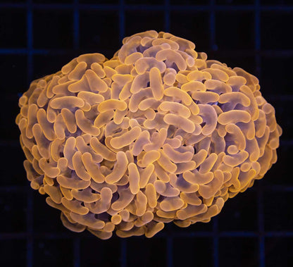 Walling Hammer Coral (Euphyllia ancora)