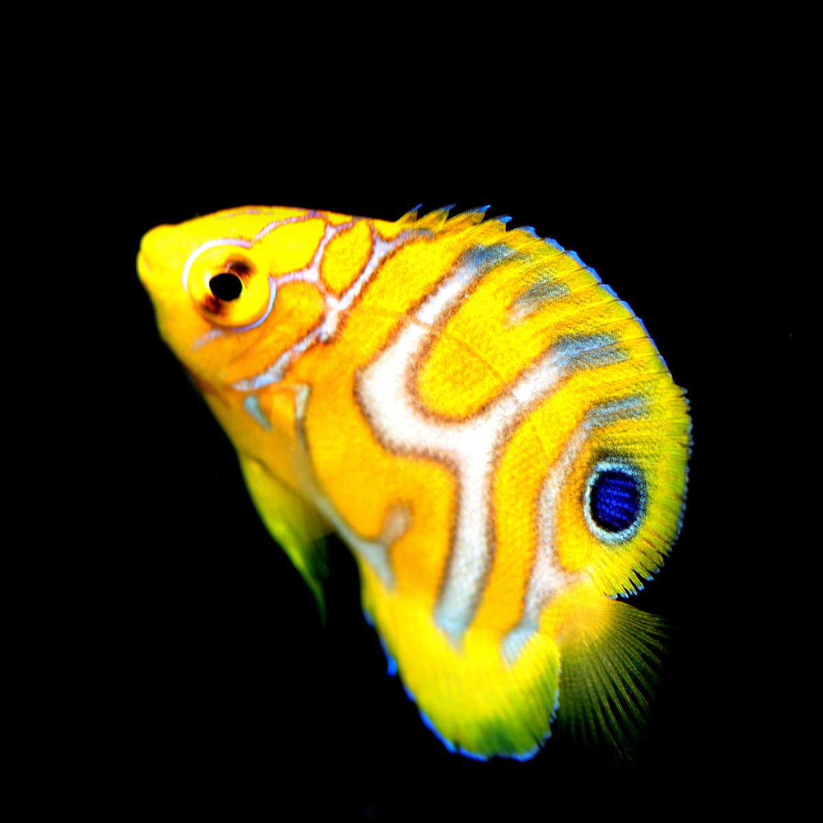 All Marine Fish – Page 5 – Aquarium Gallery