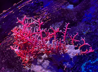 Lace Coral Orange (Distichopora sp.)
