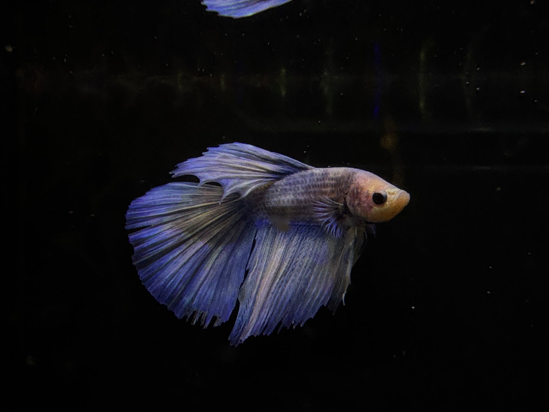 Betta Grizzle – Aquarium Gallery