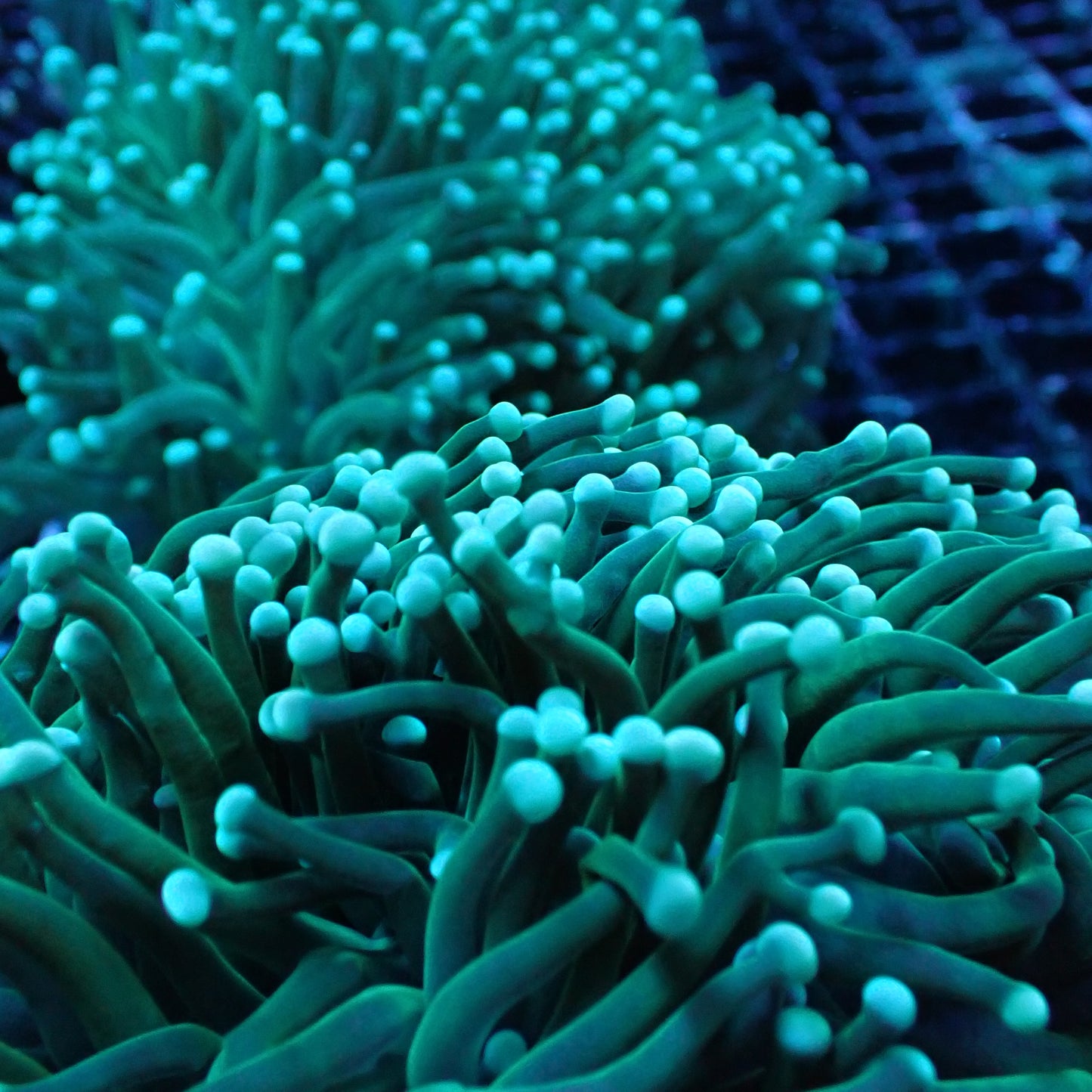 Torch Corals (Euphyllia glabrescens.)