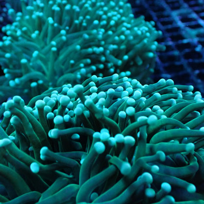 Torch Corals (Euphyllia glabrescens.)