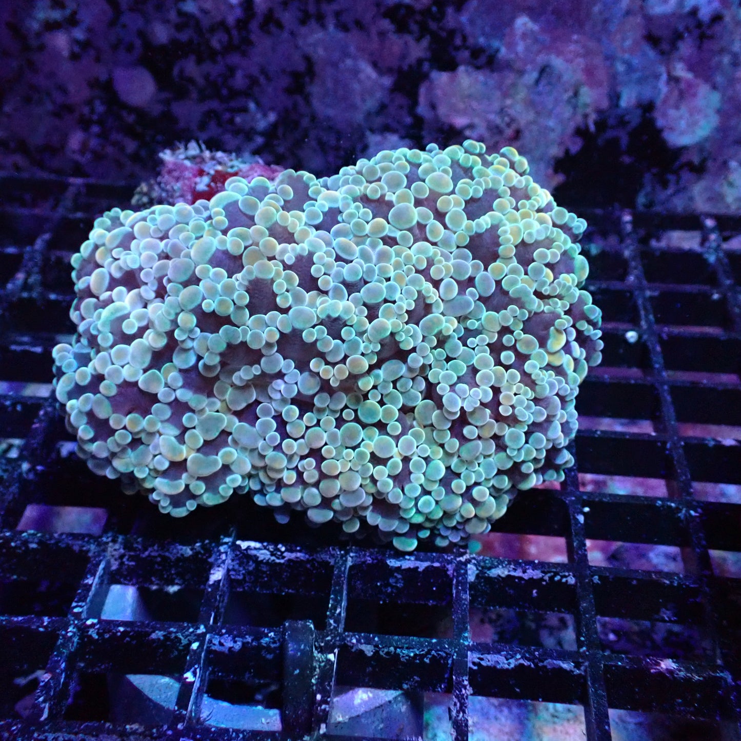 Frogspawn Corals (Euphyllia divisa)