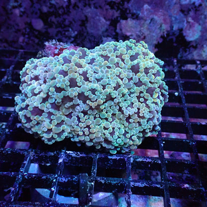 Frogspawn Corals (Euphyllia divisa)