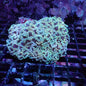Frogspawn Corals (Euphyllia divisa)