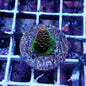 WYSIWYG Acropora millie Aussie Gold (SPS)