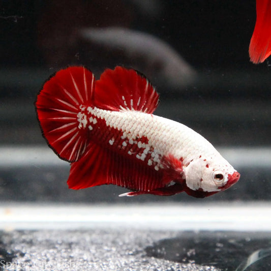 Betta PKHM Red Samurai Male