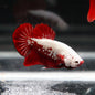 Betta PKHM Red Samurai Male