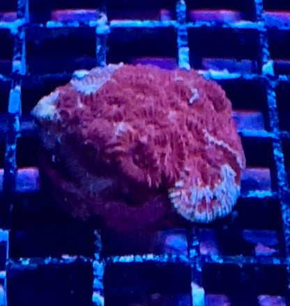 Moon Corals (Favia, Favites, Goniastrea, Moseleyi sp.)