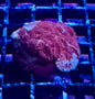 Moon Corals (Favia, Favites, Goniastrea, Moseleyi sp.)