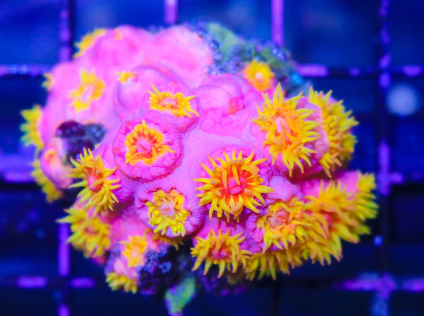 Dendrophyillia - Sun Coral